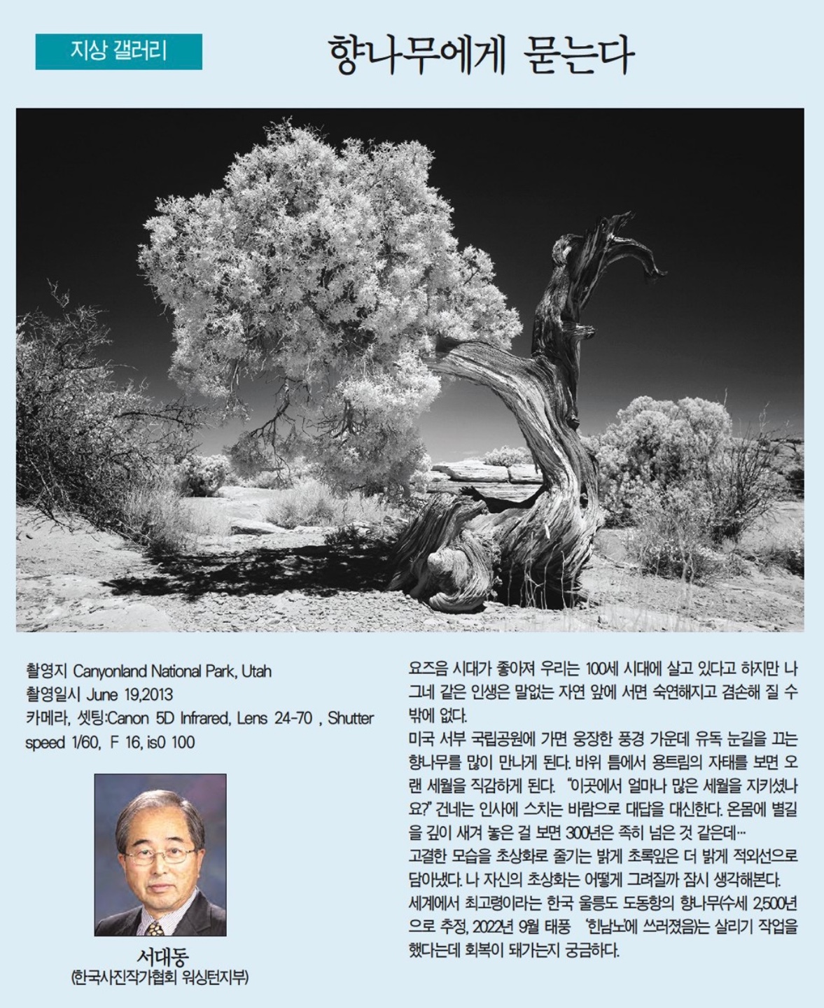 향나무에게 묻는다. 서대동. 5월 18일 2023년. 한국일보 